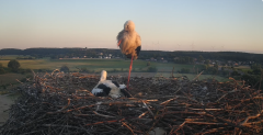 2024-06-25 20_54_44-Gniew BOCIAN BIAŁY - kamera na żywo WebCamera.pl – Maxthon.png