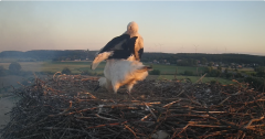 2024-06-25 20_55_29-Gniew BOCIAN BIAŁY - kamera na żywo WebCamera.pl – Maxthon.png