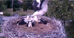 2024-06-25 20_59_47-Gniazdo bociana Tyrawa Wołoska - kamera na żywo WebCamera.pl – Maxthon.jpg