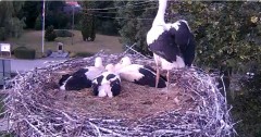 2024-06-25 20_59_53-Gniazdo bociana Tyrawa Wołoska - kamera na żywo WebCamera.pl – Maxthon.jpg