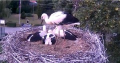 2024-06-25 21_00_16-Gniazdo bociana Tyrawa Wołoska - kamera na żywo WebCamera.pl – Maxthon.jpg