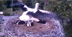 2024-06-25 21_00_26-Gniazdo bociana Tyrawa Wołoska - kamera na żywo WebCamera.pl – Maxthon.jpg