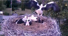 2024-06-25 21_00_30-Gniazdo bociana Tyrawa Wołoska - kamera na żywo WebCamera.pl – Maxthon.jpg