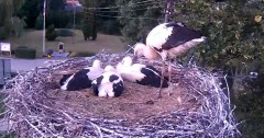 2024-06-25 21_01_22-Gniazdo bociana Tyrawa Wołoska - kamera na żywo WebCamera.pl – Maxthon.jpg