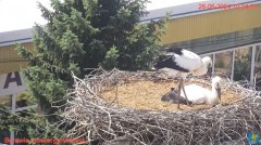 2024-06-26 22_26_13-Transmisja na żywo z gniazda rodziny bocianów w Borowiu, powiat garwoliński - Yo.jpg