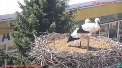 2024-06-26 22_27_11-Transmisja na żywo z gniazda rodziny bocianów w Borowiu, powiat garwoliński - Yo.jpg