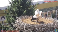2024-06-26 22_27_43-Transmisja na żywo z gniazda rodziny bocianów w Borowiu, powiat garwoliński - Yo.jpg