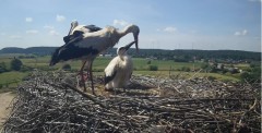 2024-06-27 10_33_35-Gniew BOCIAN BIAŁY - kamera na żywo WebCamera.pl – Maxthon.jpg