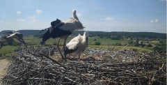 2024-06-27 10_33_48-Gniew BOCIAN BIAŁY - kamera na żywo WebCamera.pl – Maxthon.jpg