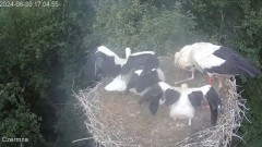 2024-06-30 20_04_46-Gniazdo bociana Czermna - YouTube – Maxthon.jpg