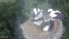 2024-06-30 20_04_54-Gniazdo bociana Czermna - YouTube – Maxthon.jpg