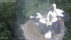 2024-06-30 20_04_56-Gniazdo bociana Czermna - YouTube – Maxthon.jpg