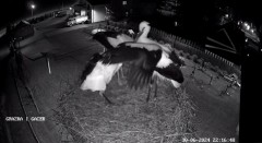 2024-06-30 22_16_59-GNIAZDO BOCIANIE PRZY OSP ŻELECHÓW - YouTube – Maxthon.jpg