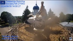 2024-06-30 22_55_55-Gniazdo Bocianie - Telewizja Sokółka [NA ŻYWO] _ IP Camera_ Stork's nest [LIVE] .jpg