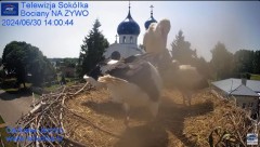2024-06-30 22_56_11-Gniazdo Bocianie - Telewizja Sokółka [NA ŻYWO] _ IP Camera_ Stork's nest [LIVE] .jpg