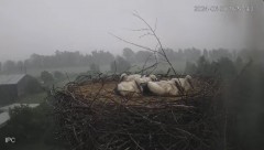 2024-06-30 23_02_30-Bociany - Raszków - YouTube – Maxthon.jpg