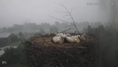 2024-06-30 23_02_49-Bociany - Raszków - YouTube – Maxthon.jpg