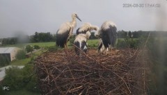 2024-06-30 23_05_17-Bociany - Raszków - YouTube – Maxthon.jpg