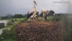 2024-06-30 23_05_41-Bociany - Raszków - YouTube – Maxthon.jpg