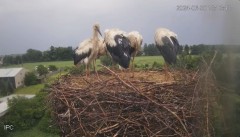 2024-06-30 23_05_48-Bociany - Raszków - YouTube – Maxthon.jpg