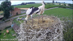 2024-07-01 13_55_16-Bocian Gierłachowo - YouTube – Maxthon.png