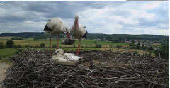 2024-07-01 15_29_21-Gniew BOCIAN BIAŁY - kamera na żywo WebCamera.pl – Maxthon.png