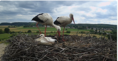 2024-07-01 15_29_30-Gniew BOCIAN BIAŁY - kamera na żywo WebCamera.pl – Maxthon.png