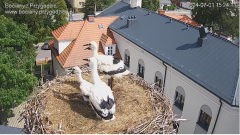 2024-07-01 15_24_56-Bociany z Przygodzic – Maxthon.png