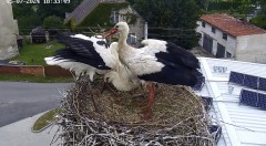 IMG_1775.jpeg