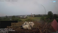 IMG_2217.jpeg