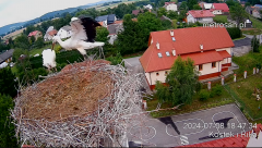 2024-07-08 22_37_01-Gniazdo bocianie _Kostek i Rika_ - Podkarpacie Kostarowce - YouTube – Maxthon.png
