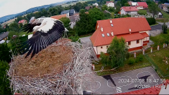 2024-07-08 22_37_22-Gniazdo bocianie _Kostek i Rika_ - Podkarpacie Kostarowce - YouTube – Maxthon.png