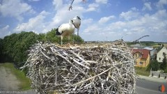 2024-07-09 20_58_23-Bocian - Krajewice - Gmina Gostyń - YouTube – Maxthon.jpg