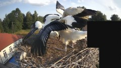 IMG_2946.jpeg