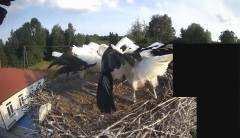 IMG_2957.jpeg