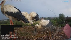 IMG_3369.jpeg