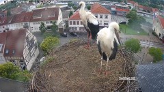 IMG_9558.jpeg
