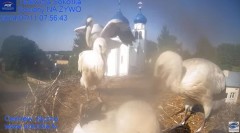 2024-07-11 22_18_51-Gniazdo Bocianie - Telewizja Sokółka [NA ŻYWO] _ IP Camera_ Stork's nest [LIVE] .jpg