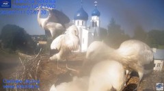 2024-07-11 22_19_38-Gniazdo Bocianie - Telewizja Sokółka [NA ŻYWO] _ IP Camera_ Stork's nest [LIVE] .jpg