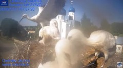 2024-07-11 22_19_28-Gniazdo Bocianie - Telewizja Sokółka [NA ŻYWO] _ IP Camera_ Stork's nest [LIVE] .jpg