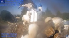 2024-07-11 22_19_22-Gniazdo Bocianie - Telewizja Sokółka [NA ŻYWO] _ IP Camera_ Stork's nest [LIVE] .jpg