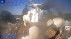 2024-07-11 22_19_20-Gniazdo Bocianie - Telewizja Sokółka [NA ŻYWO] _ IP Camera_ Stork's nest [LIVE] .jpg
