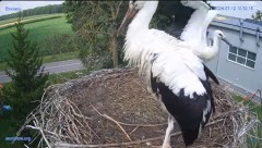 2024-07-12 19_20_54-#Gniazdo #Bocian #nażywo #nature #kamera #Zambrow #WhiteStork #nest #ptaki #pola.jpg