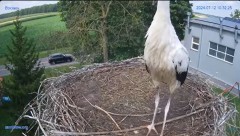 2024-07-12 19_21_06-#Gniazdo #Bocian #nażywo #nature #kamera #Zambrow #WhiteStork #nest #ptaki #pola.jpg