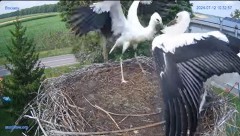 2024-07-12 19_21_39-#Gniazdo #Bocian #nażywo #nature #kamera #Zambrow #WhiteStork #nest #ptaki #pola.jpg