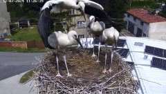 IMG_4115.jpeg