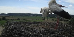 IMG_4136.jpeg