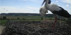IMG_4137.jpeg