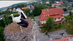 2024-07-13 22_52_06-Gniazdo bocianie _Kostek i Rika_ - Podkarpacie Kostarowce - YouTube – Maxthon.jpg