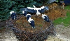 IMG_4994.jpeg